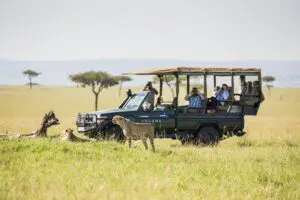 Game drive.