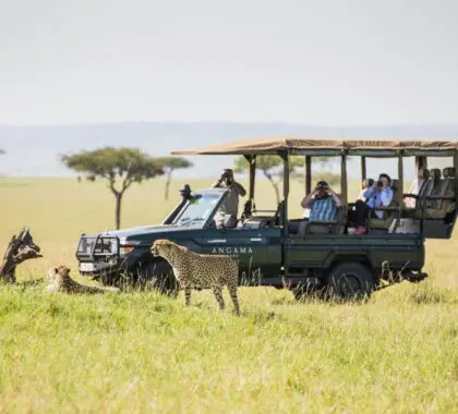 Angama Mara-vehicle-and-cheetah