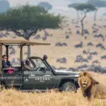 Game drives through the Mara.