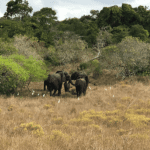 Combines perfectly with a classic big game safari in  Kruger National Park.