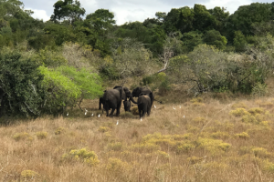 Combines perfectly with a classic big game safari in  Kruger National Park.