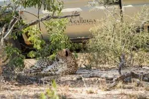 Avistamiento de guepardos en la reserva Sabi Sand.