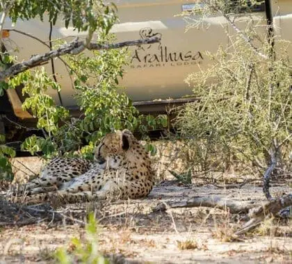 Avistamiento de guepardos en la reserva Sabi Sand.