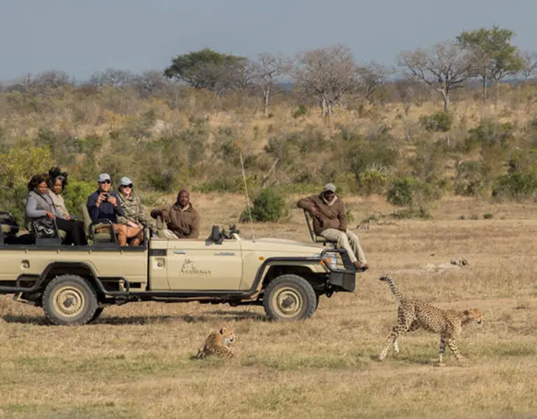 Fantastic big game sightings.