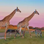 Los safaris al amanecer y al atardecer ofrecen excelentes oportunidades fotográficas.