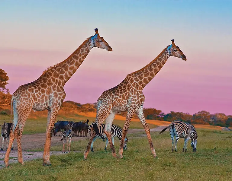 Sunrise and sunset game drives provide excellent photographic opportunities. 