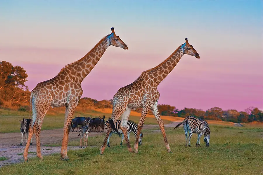 Sunrise and sunset game drives provide excellent photographic opportunities. 