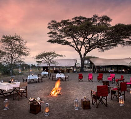 Alrededor del fuego y más allá del serengeti bajo el lienzo
