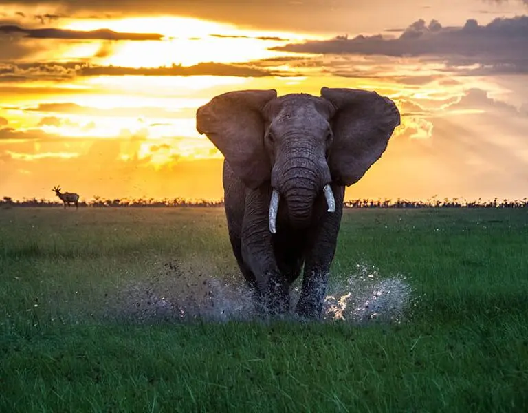 A truly memorable safari away from the crowds.