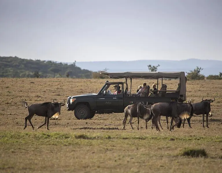 Game drives in the conservancy.