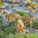 Asilia has taken care to locate its safari properties in regions renowned for their predator concentrations.