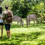 Descubre la fauna salvaje en un aventurero safari a pie.