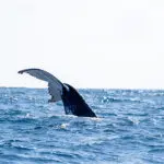 Enjoy whale watching. 