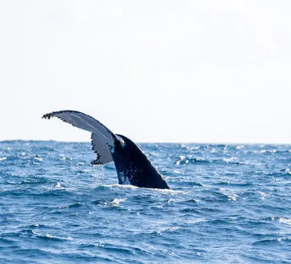 Disfrute del avistamiento de ballenas. 