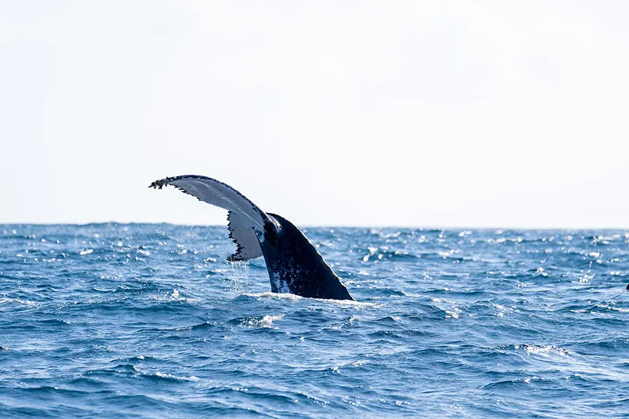 Disfrute del avistamiento de ballenas. 
