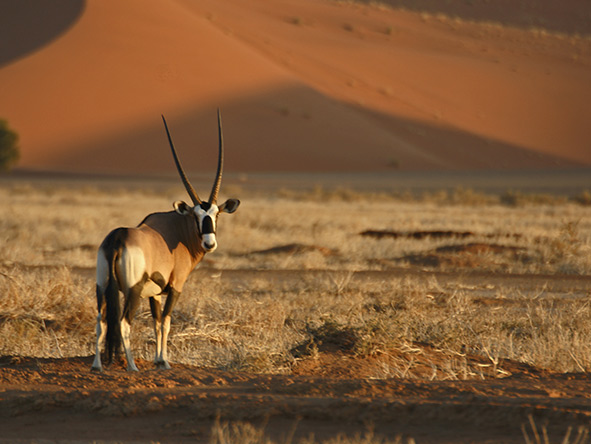 A lone gemsbok looks back at the camera, quite at home in his natural habitat.