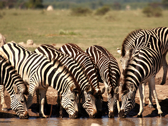 A herd of plains zebra gather thirstily at a waterhole at Nxai Pan.