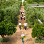 Take part in a guided walk through Babylonstoren's garden.