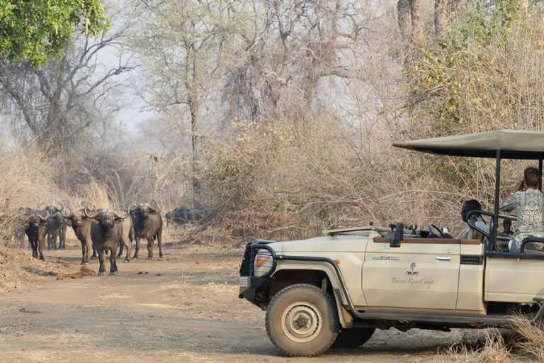 Thrilling game drives.
