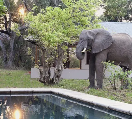 BainesRiverCamp-SwimmingPool-Elephant