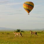 Los guepardos del Masai Mara son ajenos al globo que planea tranquilamente sobre ellos.