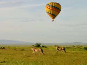 Jachtluipaarden in de Masai Mara zijn zich niet bewust van de ballon die rustig boven hen zweeft.
