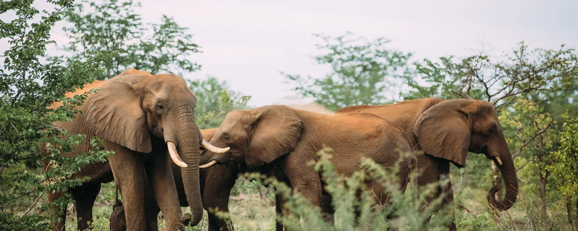 Le Camp des éléphants, Victoria Falls, Zimbabwe | Go2Africa, image size:1920x768