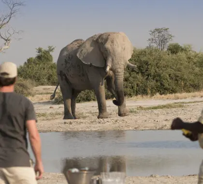 Guía para su primer safari africano
