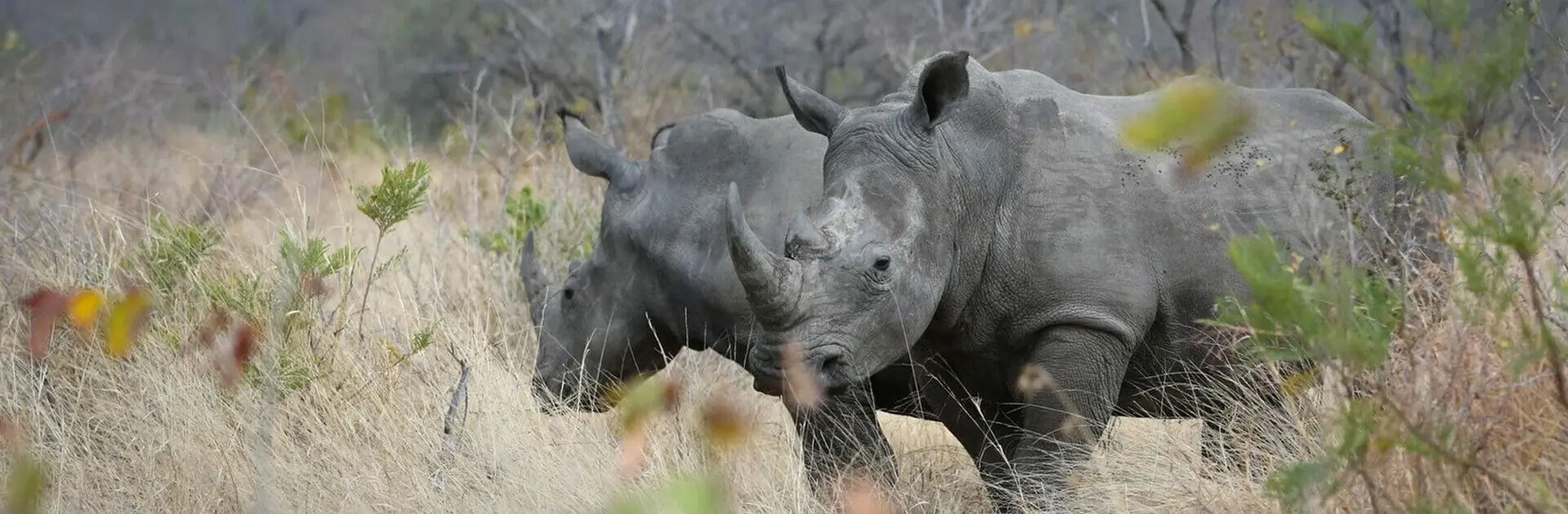 Banner-Dulini-River-Lodge-rhino