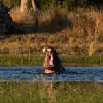 Resident hippos.