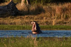 Resident hippos.