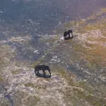 Aerial game viewing.