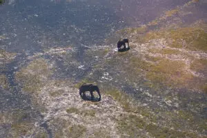Aerial game viewing.