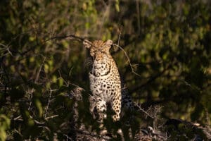 Experience breath-taking game drives.