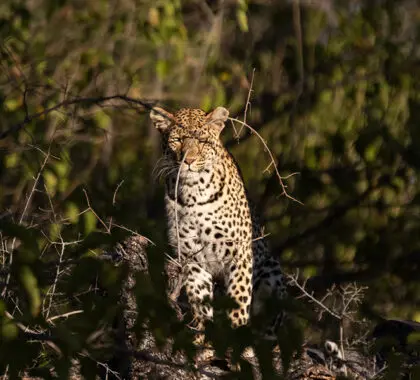 Experience breath-taking game drives.