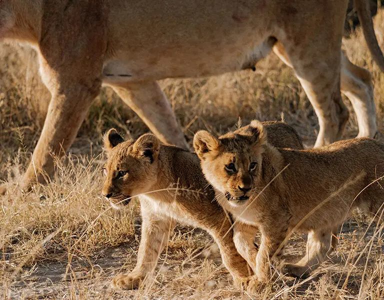  Belmond Savute Elephant Camp is best known for fantastic year-round game viewing.