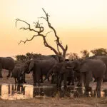 Elephant sightings in front of the lodge.