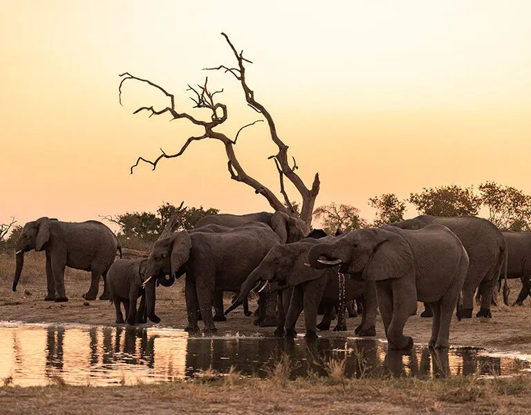 Elephant sightings in front of the lodge.