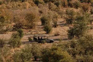 Game drives in open-sided game viewing vehicles.