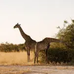Spot giraffe and other plains game on daily game drives.