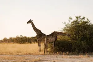 Spot giraffe and other plains game on daily game drives.