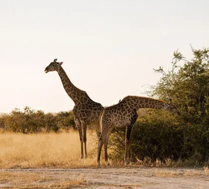 Spot giraffe and other plains game on daily game drives.