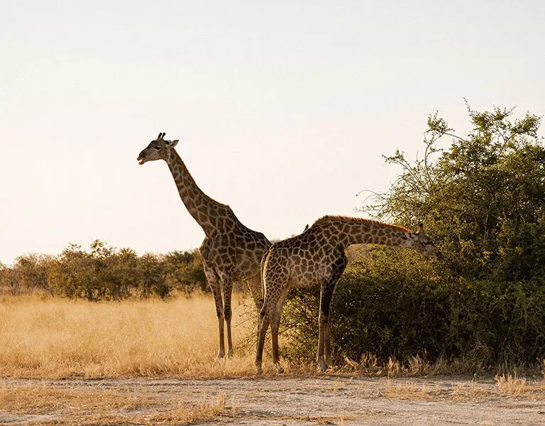 Spot giraffe and other plains game on daily game drives.