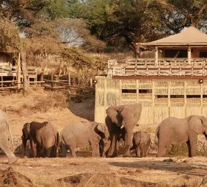 Belmond-Savute-Elephant-Lodge-banner