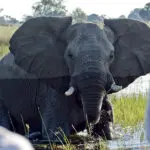 Experience breath-taking game drives.