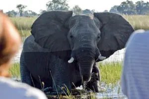 Experience breath-taking game drives.