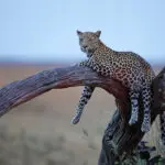 Contemple la fauna salvaje del mundialmente famoso Parque Nacional de Chobe, en Botsuana.
