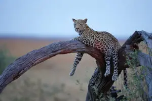 Contemple la fauna salvaje del mundialmente famoso Parque Nacional de Chobe, en Botsuana.