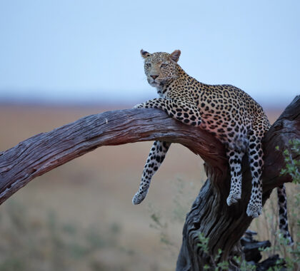 See wildlife in world-renowned Chobe National Park in Botswana.