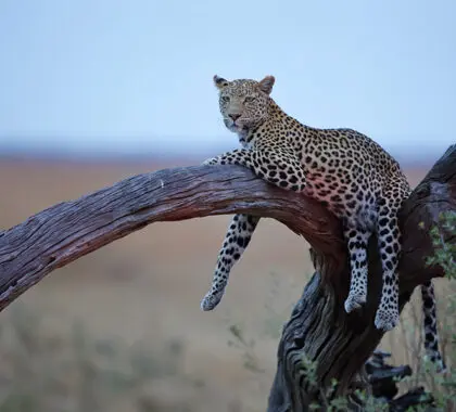 Contemple la fauna salvaje del mundialmente famoso Parque Nacional de Chobe, en Botsuana.